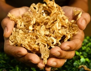 Golden Crispus Chondrus seaweed product